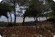 Der Blick auf den Strand Srebrna aus dem Wäldchen photo:http//beach-managment